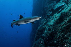 Whitetip Reef Sharks at Roca Partida, taken with Sony RX-... by Eric Addicott 